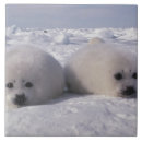 Suche nach felle fliesen Tier