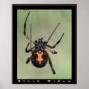 Suche nach schwarze spinnen poster Insekten