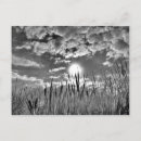 Suche nach enten foto postkarten Schwarz