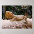 Suche nach bärtiger drache Eidechse