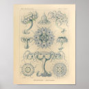 Suche nach jellyfish poster Medusa