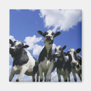 Suche nach kalb magnete Rinder