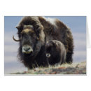 Suche nach ochsen postkarten Alaska