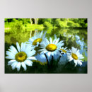 Suche nach vulgär Leucanthemum
