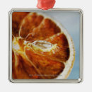 Suche nach zitrone ornamente Leben
