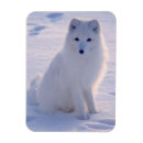 Suche nach winterfuchs karten Arktische fuchs