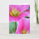 Suche nach rosa hollyhock karten Natur