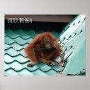 Suche nach borneo poster Reise