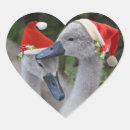 Suche nach cygnet aufkleber Schwäne