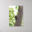 Suche nach waschbär leinwandbilder Wald