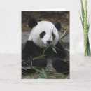 Suche nach panda große karten Tier