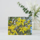 Suche nach forsythia postkarten Natur