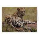 Suche nach das serengeti postkarten Katze