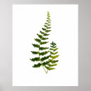Suche nach farn blätter poster Minimal