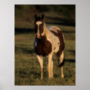 Suche nach paint horse poster Tier