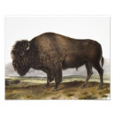 Suche nach büffel foto poster Tierwelt