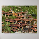 Suche nach die natur poster Wild