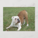 Suche nach englische bulldogge postkarten Niedlich
