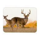 Suche nach geweih magnete Buck