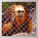 Suche nach goldener affe poster Wild lebende tiere