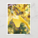 Suche nach gelbe blüten postkarten Fotografie