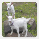 Suche nach goats aufkleber Tiere