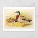 Suche nach stockente postkarten Enten