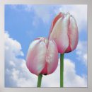 Suche nach rosa wolken poster Blume