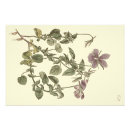 Suche nach curtis poster Botanisch