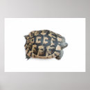 Suche nach schildkröte muschel poster Tier