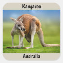 Suche nach kangaroo aufkleber Tierwelt