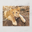 Suche nach tigerjunge postkarten Wildkatze