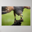 Suche nach hawk poster Natur