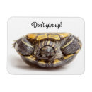 Suche nach niedliche schildkröte magnete Reptil