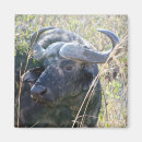 Suche nach büffel magnete Jede person