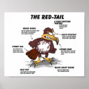 Suche nach roter schwanz poster Vögel