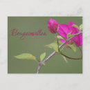 Suche nach bougainvillea postkarten Elegant