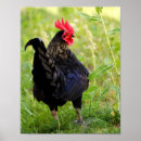 Suche nach kampfflugzeug poster Jede person