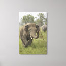 Suche nach indischer elefant leinwandbilder Asien