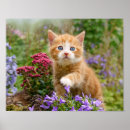 Suche nach cute kitten poster Funny