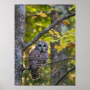 Suche nach owl poster Wald