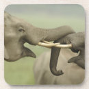 Suche nach asiatischer elefant untersetzer Corbett