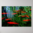 Suche nach bunte fische poster Blau