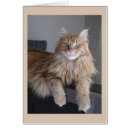 Suche nach maine waschbär postkarten Haustier