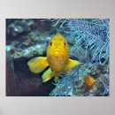 Suche nach gelbe fische poster Natur