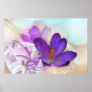 Suche nach krokus poster Frühling