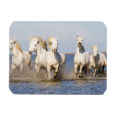 Suche nach pferd magnete Herde