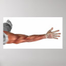 Suche nach menschlicher arm poster Menschliche arme