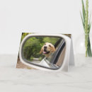 Suche nach fenster karten Haustier