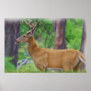 Suche nach weißer hirsch poster Tiere